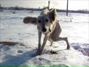 Kazakhy Tazy фотография #8 (источник - https://vk.com/id166144282)