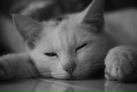 Фотография Резник Андрей