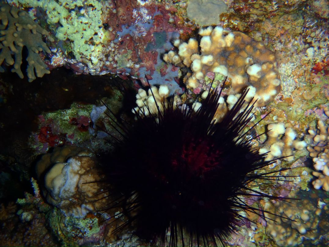 Vit Mi фотография #5