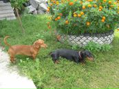 Світлана Грамотенко фотография #49 (источник - https://vk.com/id56674654)