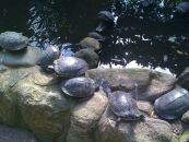 Наталі Криворучко фотография #10 (источник - https://vk.com/id42236716)