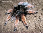 Тарас Білостоцький фотография #42 (источник - https://vk.com/id10671690)