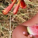 Κристина Μиронова фотография #48 (источник - https://vk.com/id154017682)