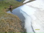 Фотография Голуба Ильяса