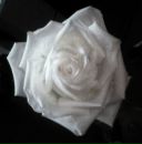 Фотография Ли Крохи