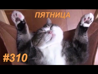 Приколы март 2017 №310