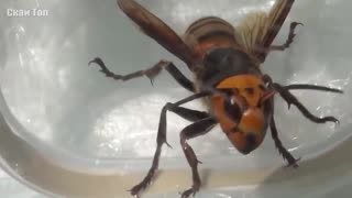 Они вообще с нашей планеты САМЫЕ ОГРОМНЫЕ НАСЕКОМЫЕ В МИРЕ