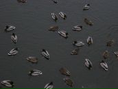 Софія Гапонюк фотография #48 (источник - https://vk.com/id28712059)