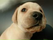 Дімчик Tw!$t hardy фотография #1