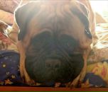 Фотография Мельниковой Елены