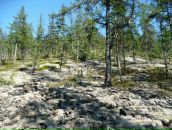 Дмитрий Тарасенко фотография #14 (источник - https://vk.com/id276015)