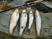 Славік Кухарський фотография #41 (источник - https://vk.com/id83026840)