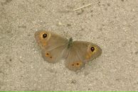 Фотография Диас Пугановой Екатерины