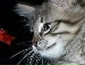 Лєра Щербина фотография #35 (источник - https://vk.com/id68521705)