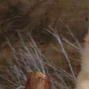 Василь Дмитрів фотография #39 (источник - https://vk.com/id98013424)