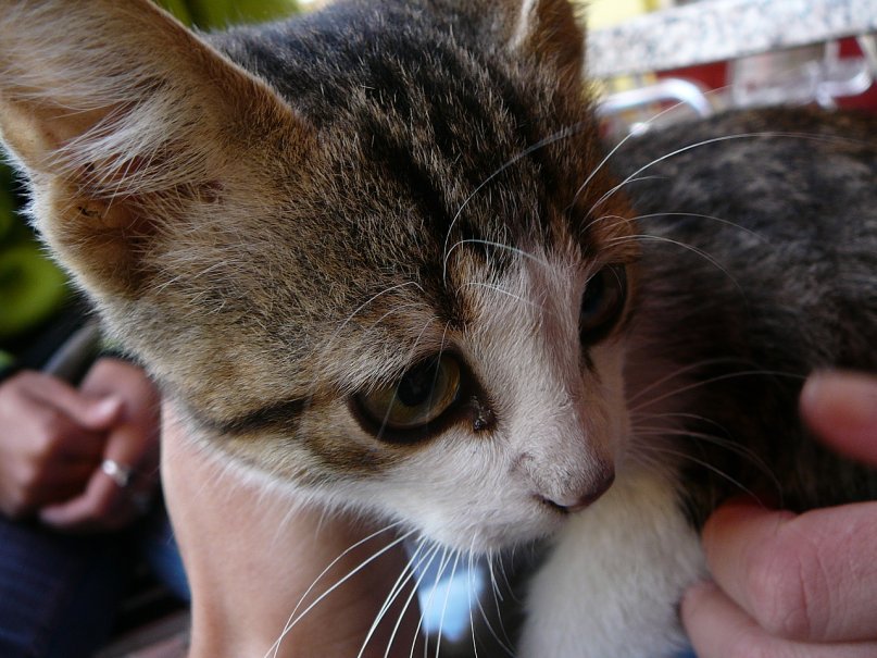 Арно Маркарьян фотография #7