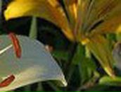 Лілія Рудікова фотография #11 (источник - https://vk.com/id134639062)