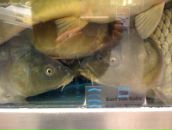 Bella Radenoviћ фотография #18 (источник - https://vk.com/id39098)