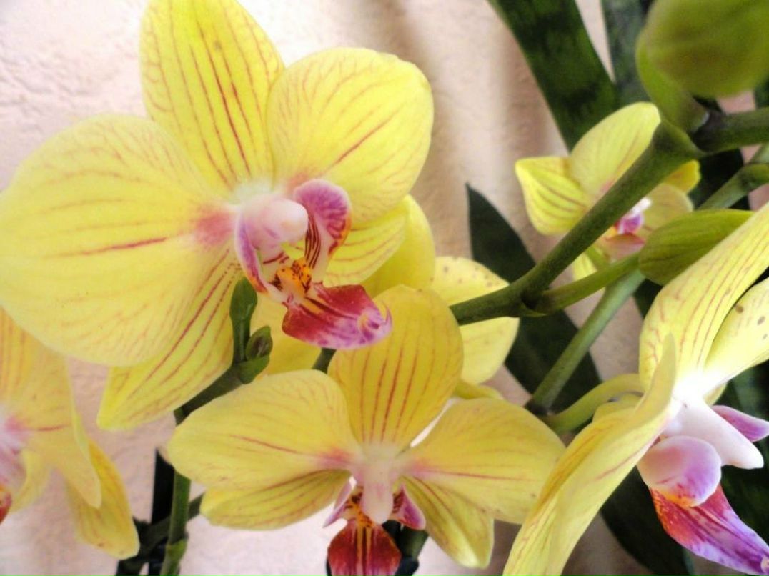 Ирина Топчиева фотография #3