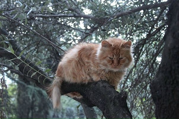 Игорь Солодовников фото №8