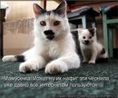 Лєна Коп фотография #20 (источник - https://vk.com/id155111003)