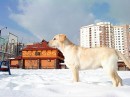 Інді Живко фотография #8 (источник - https://vk.com/id82626680)