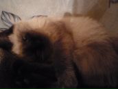 Фотография Климановой Татьяны