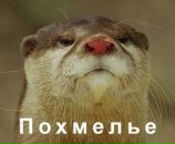 Фотография Борисова Ромы