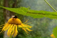 Фотография Алексеевны Ирины