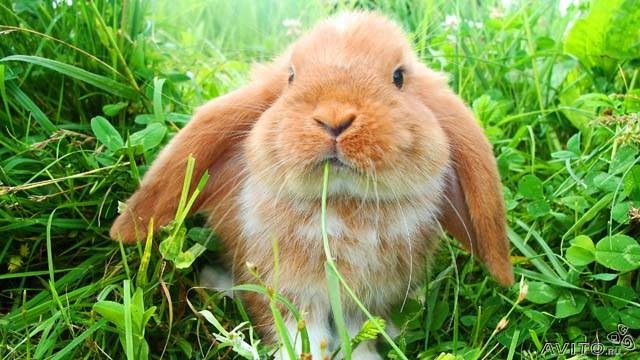 Dj Bruno фотография #9