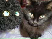 Фотография Йылмаз Юли