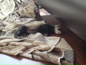 Фотография Косолапова Мичигана