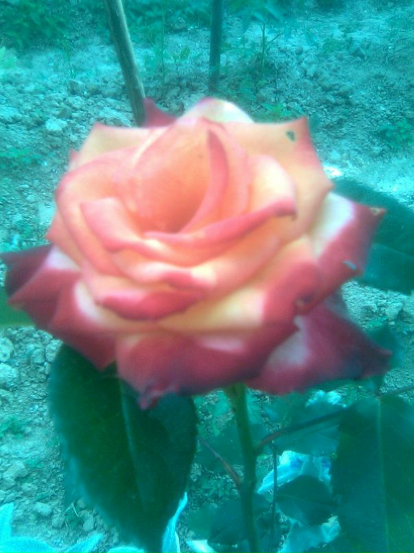 Олька Клим фотография #1