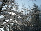 Иван Никулин фотография #27 (источник - https://vk.com/id755602)