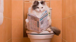 Приколы с животными до слез! Свежие приколы 2022 11!  Приколы с котами  и  кошечками.